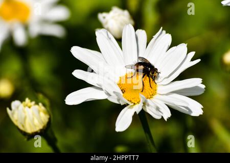 Une abeille est assise sur une Marguerite au printemps Banque D'Images