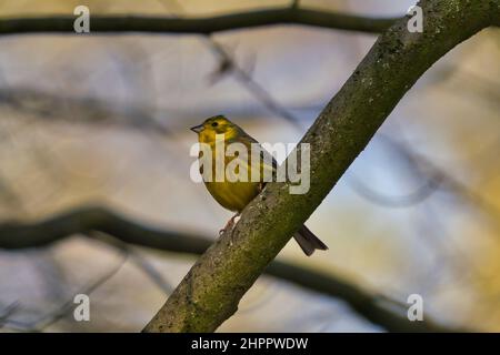 Yellowhammer Emberiza citrinella est assis sur un arbre le matin Banque D'Images