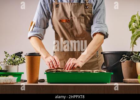 Processus de préparation des semis prépendés pour la nouvelle saison. Personne méconnaissable. Concept de jardinage à la maison. Vie domestique et passe-temps Banque D'Images