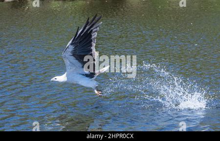 Aigle de mer à ventre blanc (Haliaeetus leucogaster), pêche en mer, rivière Kalgan, Albany, Australie occidentale, Australie occidentale, Australie occidentale, Australie occidentale, Australie occidentale, Australie Banque D'Images