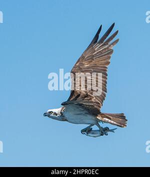 Osprey de l'est (cristatus de Pandion) en vol avec un poisson dans ses talons, Kalgan River, Albany, Australie occidentale, WA, Australie Banque D'Images