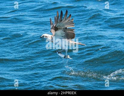 Osprey de l'est (cristatus de Pandion) en vol avec un poisson dans ses talons, Kalgan River, Albany, Australie occidentale, WA, Australie Banque D'Images