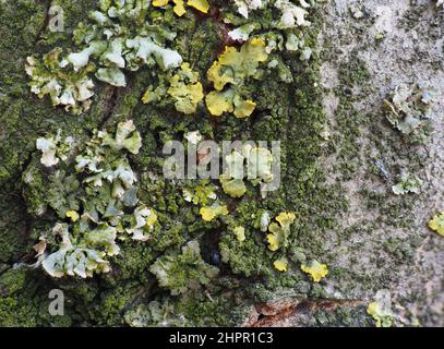 Gros plan extrême de lichen jaune et de mousse verte sur l'écorce d'un arbre. Tronc d'arbre recouvert de lichen et de mousse. Banque D'Images