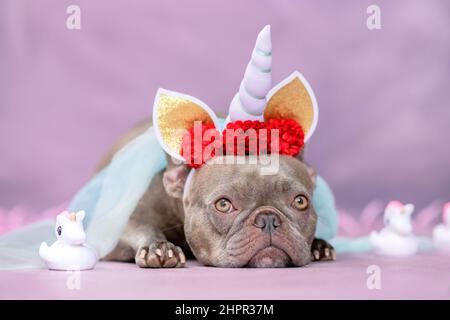 Adorable chien Bulldog français avec bandeau de costume unicorn avec corne, fleurs et voile couchés à côté de jolies licornes de jouet en caoutchouc Banque D'Images