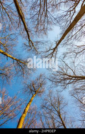 Printemps dans une forêt de pins. Vue sur le sommet des pins dans la lumière du soleil à partir du niveau du sol Banque D'Images