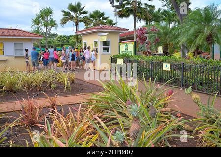 La plantation d'ananas historique de Dole plc dans le village de Wahiawa, Oahu HI Banque D'Images