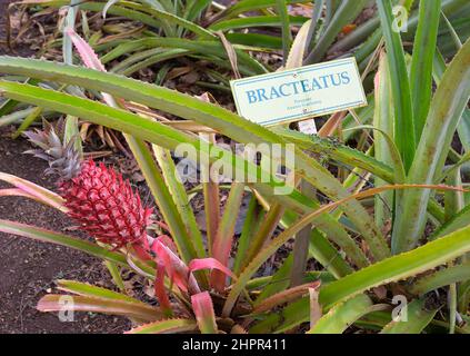 La plantation d'ananas historique de Dole plc dans le village de Wahiawa, Oahu HI Banque D'Images