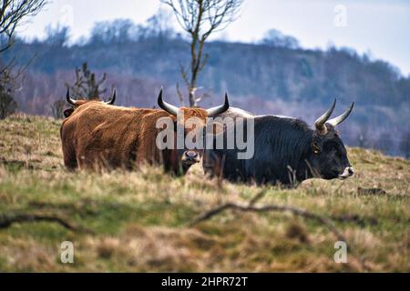 Bétail des Highlands dans un pré. Cornes puissantes fourrure brune. Agriculture et élevage. Mammifères d'Écosse. Banque D'Images