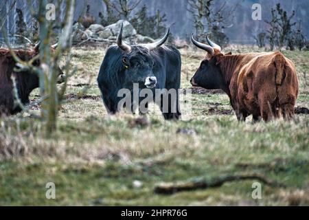 Bétail des Highlands dans un pré. Cornes puissantes fourrure brune. Agriculture et élevage. Mammifères d'Écosse. Banque D'Images