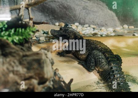 Petit crocodile posé sur un habitat artificiel d'un zoo Banque D'Images