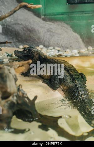 Petit crocodile posé sur un habitat artificiel d'un zoo Banque D'Images