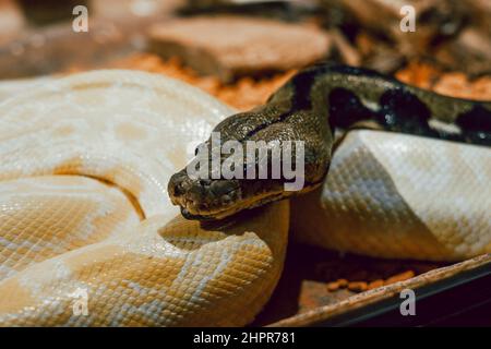 Serpent de Phyton sur un terrarium dans un zoo Banque D'Images