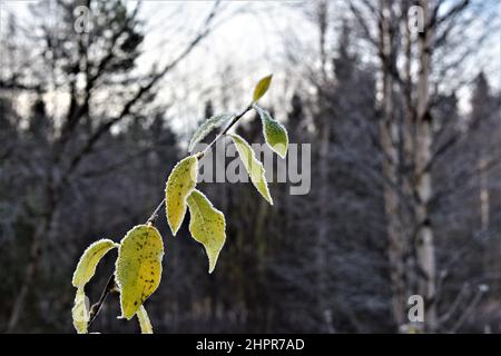 Feuilles congelées en hiver. Feuilles vertes. Arbres sans feuilles. Gros plan. Rovaniemi. Laponie. Finlande. Banque D'Images