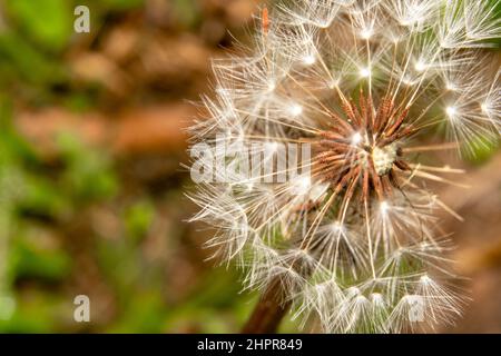 Pissenlit fleur super gros plan avec ses graines et noyau en foyer Banque D'Images