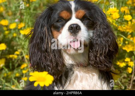 L'épagneul du roi Charles (également connu sous le nom d'épagneul à jouets anglais) est une race de petit chien de type épagneul. En 1903, le Kennel Club a combiné quatre sepa Banque D'Images