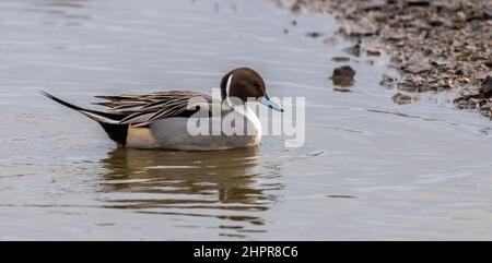 Canard pilet (Anas acuta) Banque D'Images