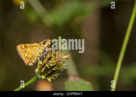 Gros yeux noirs et ronds d'un petit papillon de skipper Banque D'Images