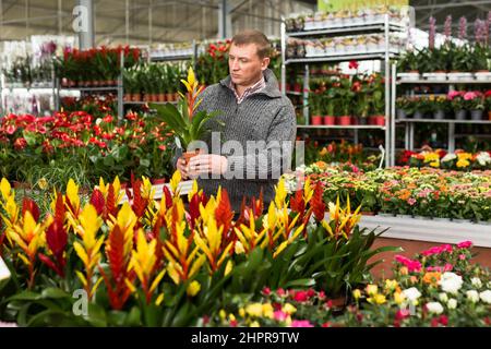Homme choisissant des fleurs en pot dans le magasin de jardin Banque D'Images