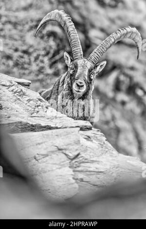 Regardez mes yeux, portrait d'art de l'alpine ibex mâle (Capra ibex) Banque D'Images