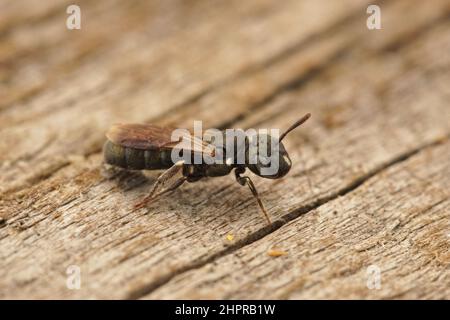 Gros plan sur un petit Carpenter bleu coloré Bee, Ceratina cyanoa assis sur le bois Banque D'Images