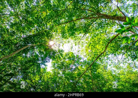 Para forêt d'arbres de caoutchouc avec lumière du soleil de l'industrie agricole Banque D'Images