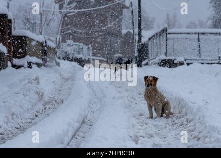 Cachemire, Inde , 23/02/2022, Srinagar, Inde. 23rd févr. 2022. Un chien est vu sur une route enneigée pendant une forte chute de neige à Srinagar.la vallée du Cachemire mercredi matin s'est réveillée par une épaisse couverture de neige qui a perturbé la vie normale des gens. Les opérations de vol, le transport en surface et les activités de routine de la vie ont été interrompues. Crédit : SOPA Images Limited/Alamy Live News Banque D'Images