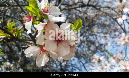 Branche d'amandiers en fleur. Fleurs d'amande. Mise au point sélective et gros plan. Banque D'Images