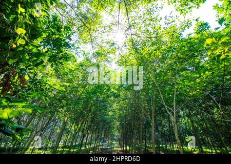 Para forêt d'arbres de caoutchouc avec lumière du soleil de l'industrie agricole Banque D'Images