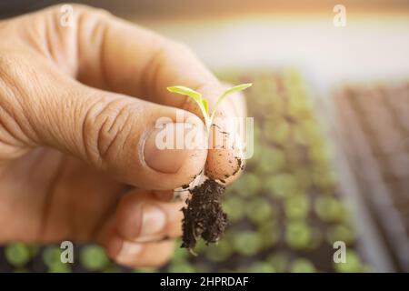 Gros plan de la main de fermier tenant des pousses vertes dans le jardin. Banque D'Images