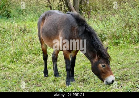 Poney exmoor solitaire sur un pâturage herbacé Banque D'Images