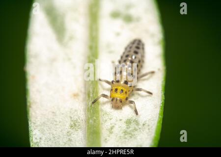 Larve d'un champignon mangeant coccinelle/coccinelle. Petite fille bug Banque D'Images
