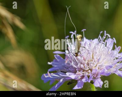 Brussy longhorn Moth (Nemophora metallica) mâle nectaring on a Field scabious flower (Knautia arvensis), prairie de craie, Wiltshire, Royaume-Uni, juillet. Banque D'Images