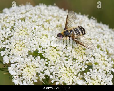 Downland villa bee fly (Villa cingulata) se nourrissent de la berce commune (Heracleum sphondylium) fleurs dans une prairie de craie pré, Wiltshire, Royaume-Uni, juillet. Banque D'Images