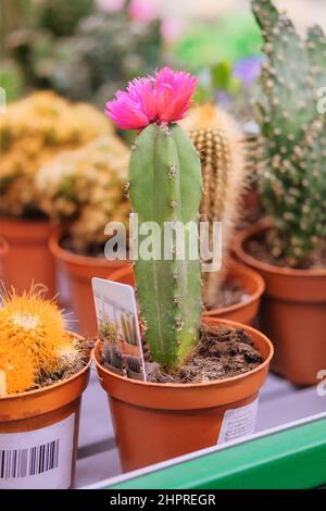 Plante de cactus verte avec des pointes et des fleurs, autour de l'arbre dans un petit pot. Cactus vendu en magasin. Banque D'Images