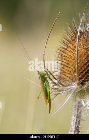 Tête à longues ailes Conehead (Conocephalus discolor) adulte femelle bronzant sur une tête de semence à thé (Dipsacus fullonum) sur une prairie à flanc de colline, Somerset, Royaume-Uni septembre Banque D'Images