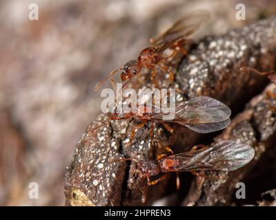 Fourmi rouge coudée commune (Myrmica scabrinodis) reines ailées émergeant de sous l'écorce d'une vieille bûche dans un jardin, Wiltshire, Royaume-Uni, août. Banque D'Images