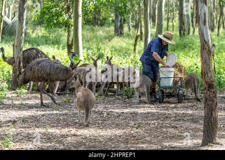 Nourrissez des émeus et des kangourous par des bénévoles au sanctuaire de la faune, Queensland, Australie Banque D'Images