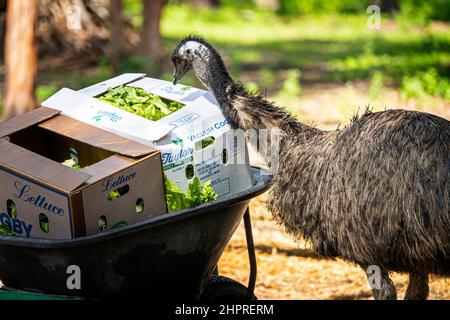 Émeu (Dromaius novaehollandiae) manger de la laitue dans une boîte en carton au sanctuaire de la faune. Queensland, Australie Banque D'Images