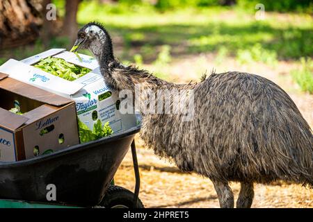 Émeu (Dromaius novaehollandiae) manger de la laitue dans une boîte en carton au sanctuaire de la faune. Queensland, Australie Banque D'Images