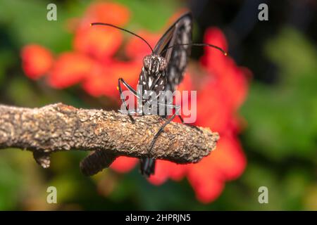 Papillon à sourcils commun/papillon noir avec motifs en noir et blanc Banque D'Images