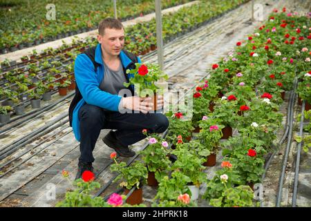 Portrait d'un jardinier professionnel appréciant son passe-temps préféré de la culture de fleurs en serre Banque D'Images