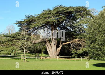 Le cèdre du Liban est considéré comme l'un des plus anciens du pays dans le parc de l'abbaye de Kearsney, à proximité de London Road, Kearsney, Dover, Kent, Angleterre, Royaume-Uni Banque D'Images