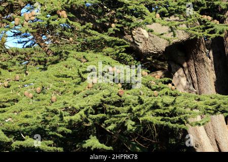 Cônes sur le cèdre du Liban, considéré comme l'un des plus anciens du pays dans Kearsney Abbey Park, à proximité de London Road, Kearsney, Dover, Kent, Angleterre, Unité Banque D'Images