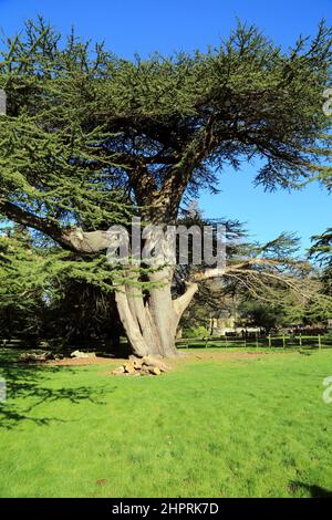 Le cèdre du Liban est considéré comme l'un des plus anciens du pays dans le parc de l'abbaye de Kearsney, à proximité de London Road, Kearsney, Dover, Kent, Angleterre, Royaume-Uni Banque D'Images