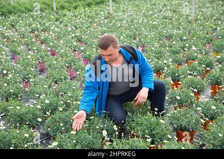 Jardinier professionnel africain pousse en serre des marguerites Banque D'Images