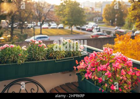 Balcon confortable avec fleurs en automne. Jardinage à la maison. Fond floral naturel. Banque D'Images