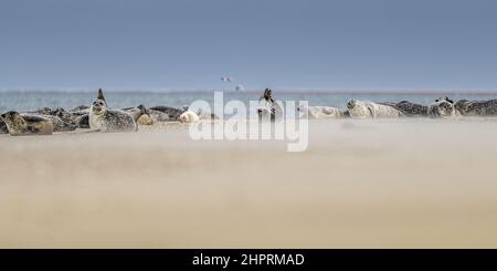 Les phoques de la Baie de somme, font face au Hourdel et vus du Crotoy. Banque D'Images