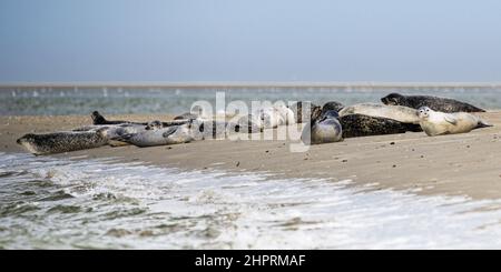 Les phoques de la Baie de somme, font face au Hourdel et vus du Crotoy. Banque D'Images