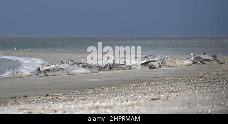 Les phoques de la Baie de somme, font face au Hourdel et vus du Crotoy. Banque D'Images