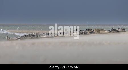 Les phoques de la Baie de somme, font face au Hourdel et vus du Crotoy. Banque D'Images